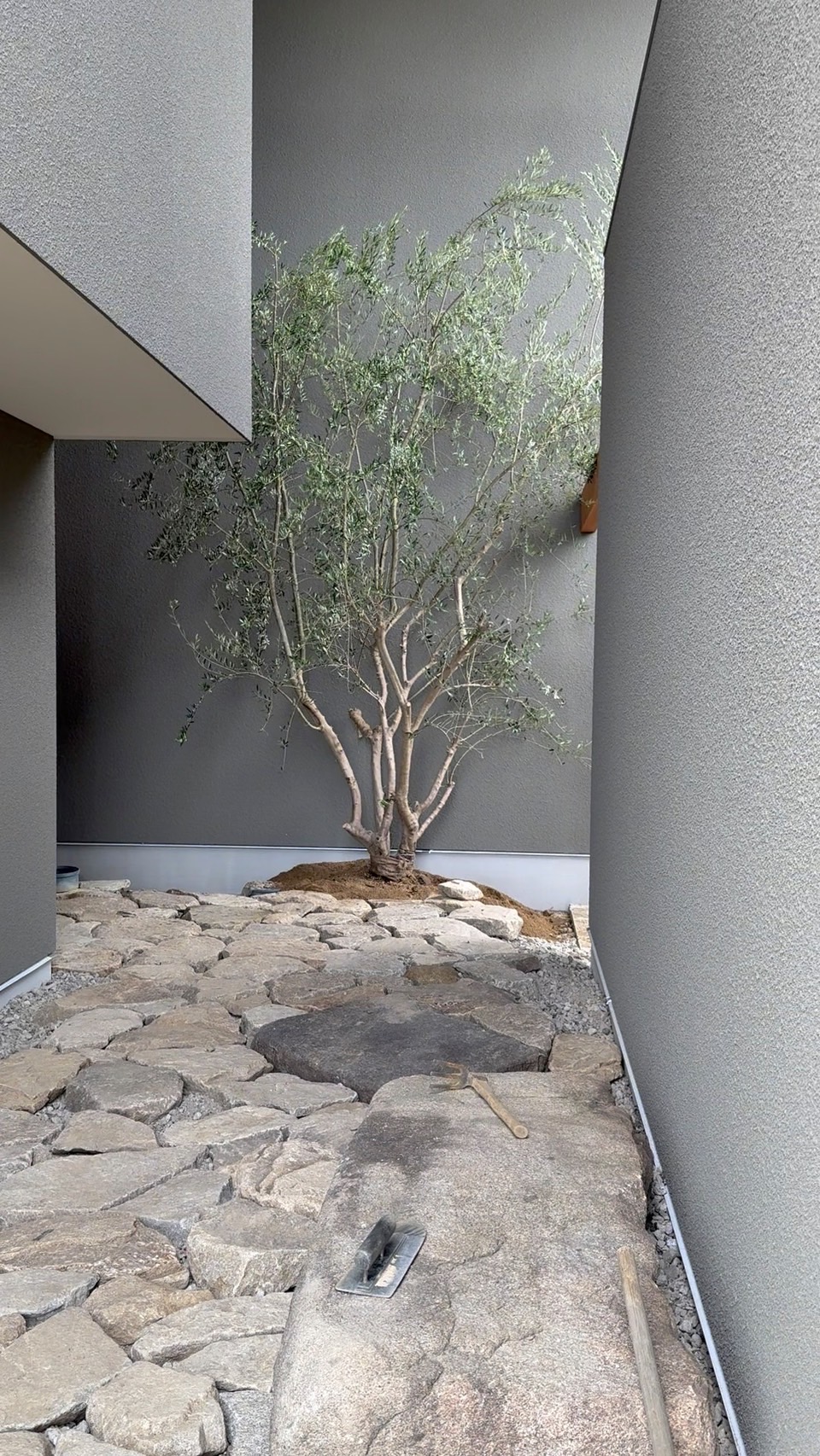 大きな木を植えよう！